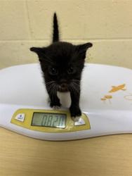 Shelter Stray Male Cat last seen CLUB CENTER DR & HARTONA WAY, 2127 Front St, Sacramento, CA 95818, USA