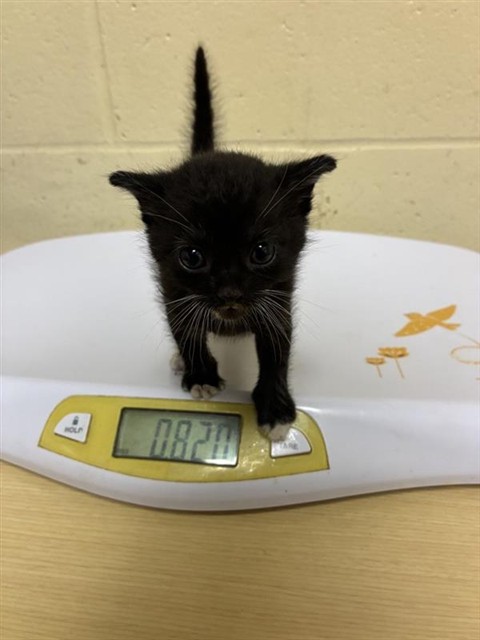 Shelter Stray Male Cat last seen CLUB CENTER DR & HARTONA WAY, 2127 Front St, Sacramento, CA 95818, USA