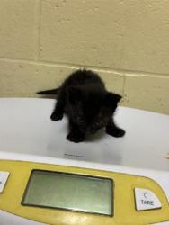 Shelter Stray Female Cat last seen CLUB CENTER DR & HARTONA WAY, 2127 Front St, Sacramento, CA 95818, USA