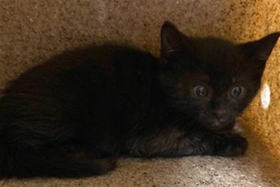 Shelter Stray Male Cat last seen SHADOW TREE DR & SAN JUAN RD, 2127 Front St, Sacramento, CA 95818, USA