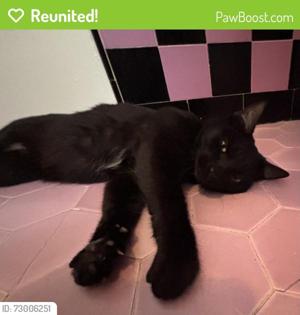 Reunited Female Cat last seen The Teragram Ballroom, Los Angeles, CA 90017