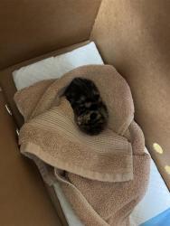 Shelter Stray Female Cat last seen 47TH AVE & 54TH ST, 2127 Front St, Sacramento, CA 95818, USA