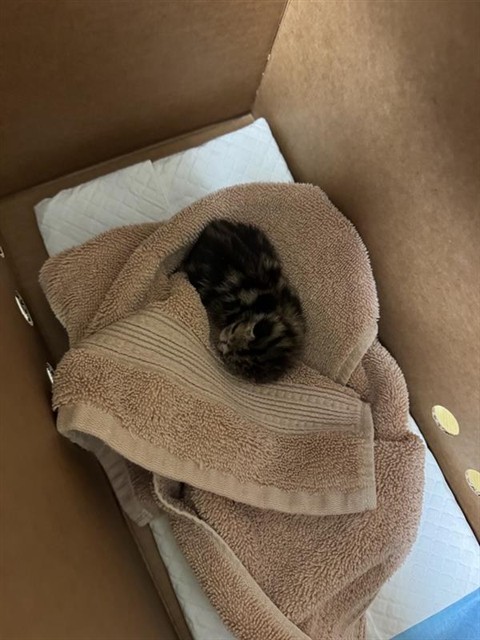 Shelter Stray Female Cat last seen 47TH AVE & 54TH ST, 2127 Front St, Sacramento, CA 95818, USA
