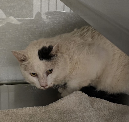 Shelter Stray Male Cat last seen Near Park St, Belmont, NC, 1491 Business Park Ct, Gastonia, NC 28052, USA