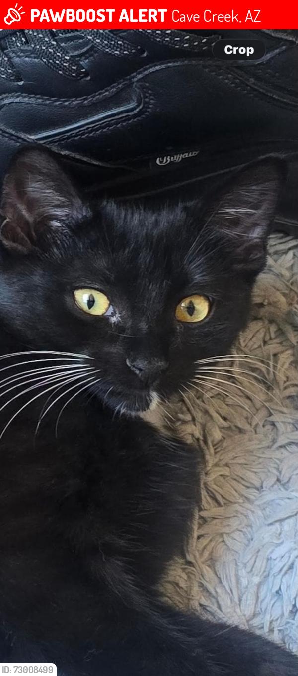 Lost Female Cat last seen Near N Spur Cross Road, Cave Creek, A.Z.853311, Cave Creek, AZ 85331