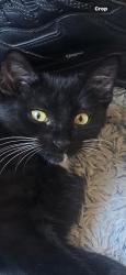 Lost Female Cat last seen Near N Spur Cross Road, Cave Creek, A.Z.853311, Cave Creek, AZ 85331