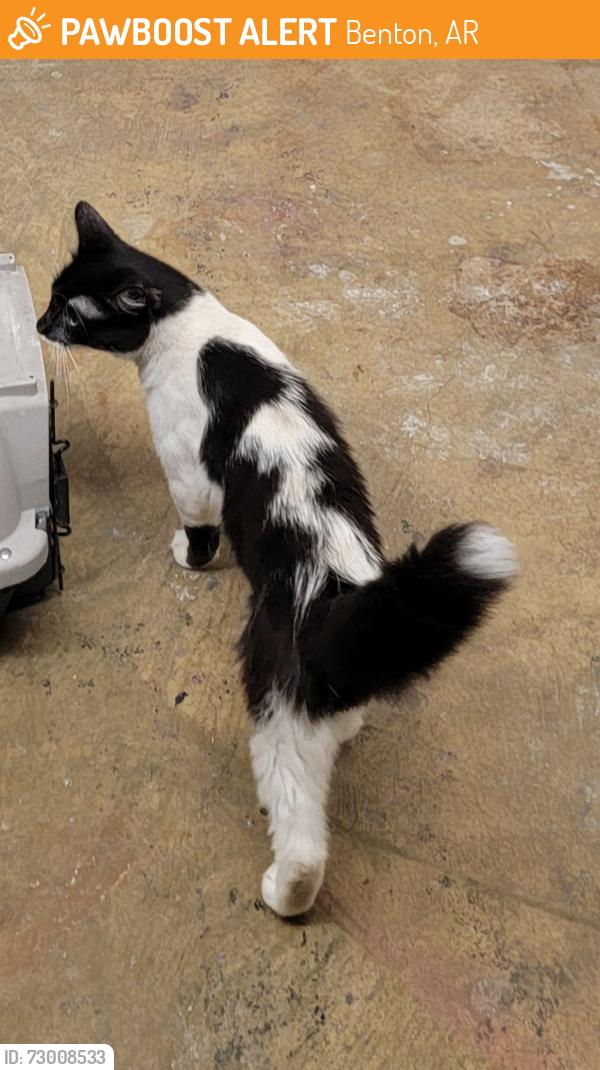Found/Stray Male Cat last seen Military road benton , Benton, AR 72018