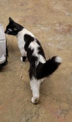 Found/Stray Male Cat last seen Military road benton , Benton, AR 72018