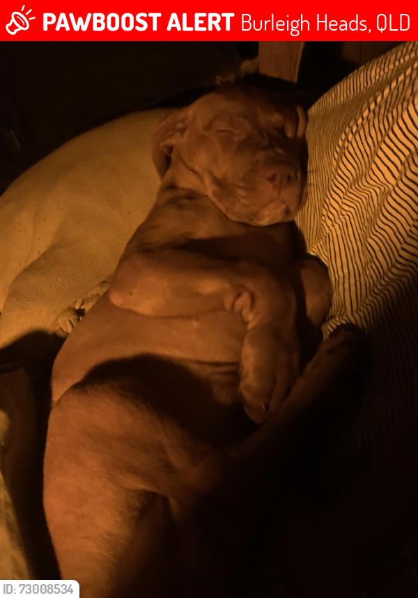 Lost Female Dog last seen Mc Donald’s Burleigh heads, Burleigh Heads, QLD 4220