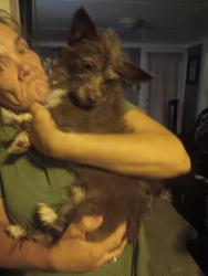 Found/Stray Male Dog last seen Hwy.29 and John Street Extension, China Grove, NC 28023