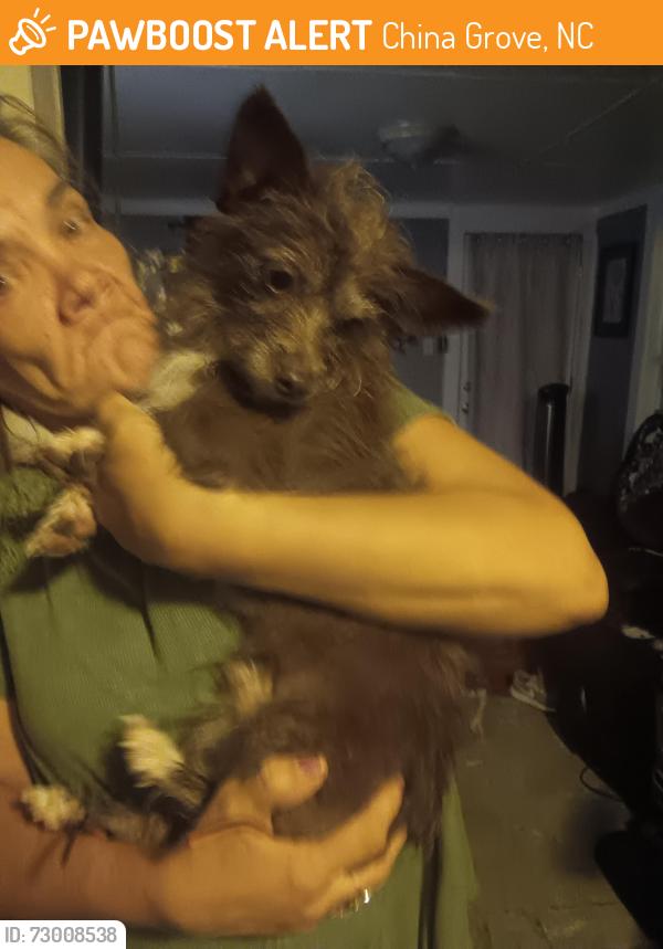 Found/Stray Male Dog last seen Hwy.29 and John Street Extension, China Grove, NC 28023