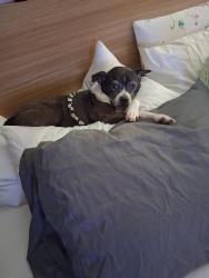 Lost Female Dog last seen Salvia Street and Pinehill, Mobile, AL 36606