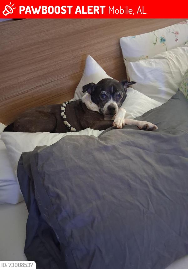 Lost Female Dog last seen Salvia Street and Pinehill, Mobile, AL 36606