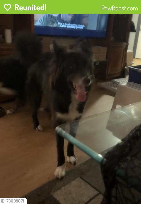 Reunited Male Dog last seen 108th , Lakewood, WA 98499