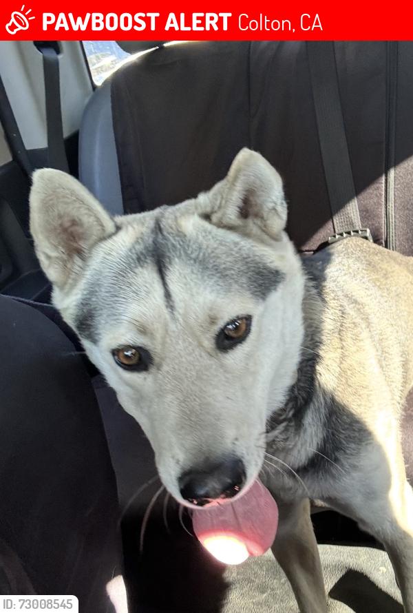 Lost Male Dog last seen E street & N La Cadena Ave, Colton, CA 92324