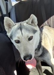 Lost Male Dog last seen E street & N La Cadena Ave, Colton, CA 92324