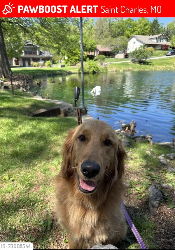 Lost Female Dog last seen Saw Mill Way, Saint Charles, MO 63303