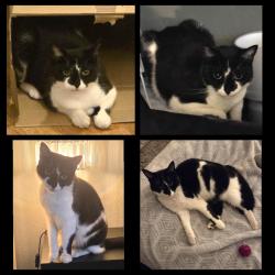 Lost Female Cat last seen RM9 - Maxey road , Greater London, England RM9