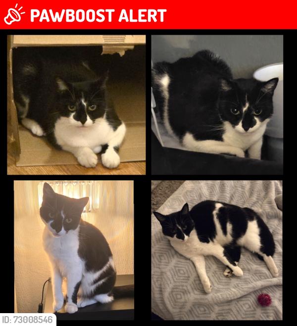Lost Female Cat last seen RM9 - Maxey road , Greater London, England RM9
