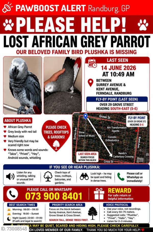 Lost Male Bird last seen Grove street by multi choice , Randburg, GP 2194