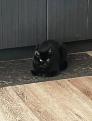 Reunited Female Cat last seen Grousemont ests, Redmond Washington , Redmond, WA 98052