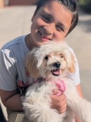 Lost Female Dog last seen Near Vista Del Lago, Perris, CA 92570, Perris, CA 92570