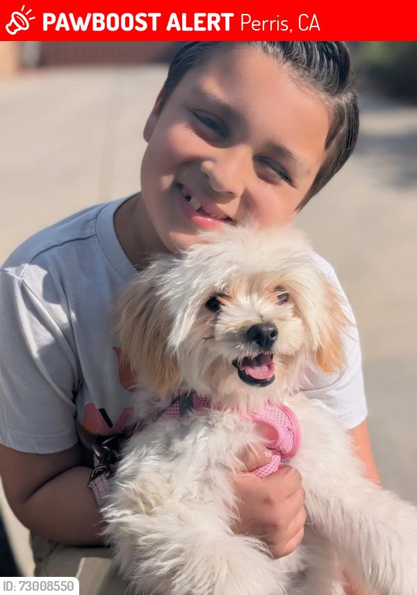 Lost Female Dog last seen Near Vista Del Lago, Perris, CA 92570, Perris, CA 92570
