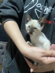 Found/Stray Female Cat last seen Alona and 17th st Santa Ana california, Santa Ana, CA 92705