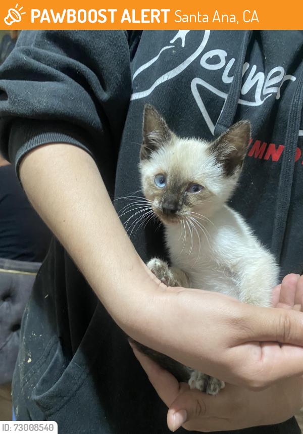 Found/Stray Female Cat last seen Alona and 17th st Santa Ana california, Santa Ana, CA 92705