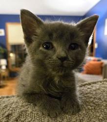 Shelter Stray Female Cat last seen Near Elmwood Avenue, 64132, MO, 7077 Elmwood Ave, Kansas City, MO 64132, USA
