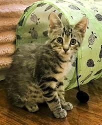 Shelter Stray Male Cat last seen NE Parvin Rd & N Bennington Ave, KCMO, 64117, 64117, MO, 7077 Elmwood Ave, Kansas City, MO 64132, USA