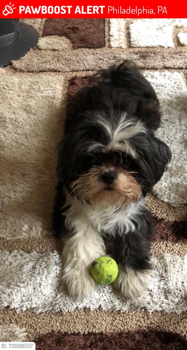 Lost Female Dog last seen Wayne Avenue and Dounton Street, Philadelphia, PA 19140