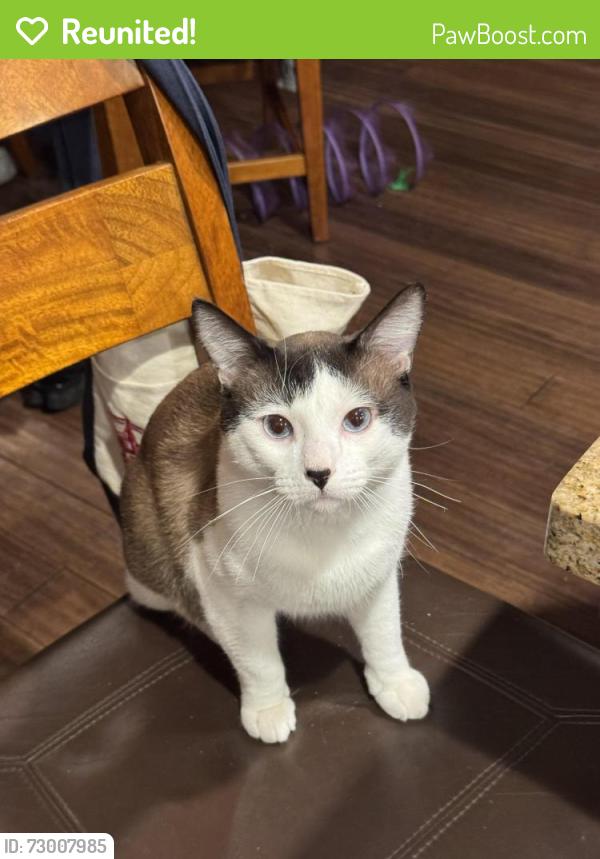 Reunited Male Cat last seen Pebble cove apmts q units , Renton, WA 98058