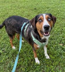 Lost Male Dog last seen Linwood Park, Fort Worth, TX 76107