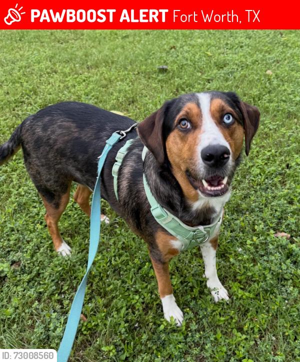 Lost Male Dog last seen Linwood Park, Fort Worth, TX 76107