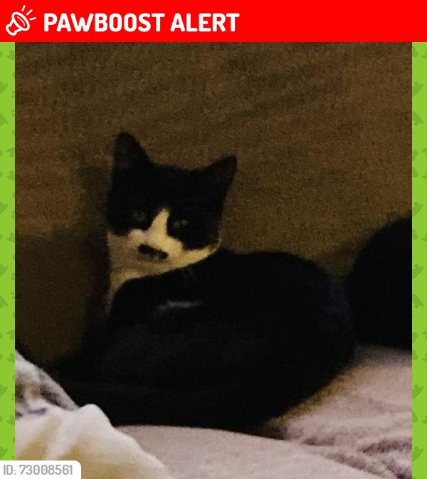 Lost Male Cat last seen Banks Head Bishops Castle, Bishop's Castle, England SY9