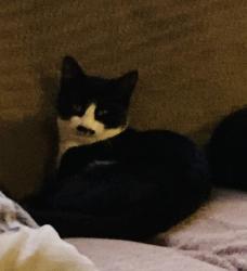 Lost Male Cat last seen Banks Head Bishops Castle, Bishop's Castle, England SY9