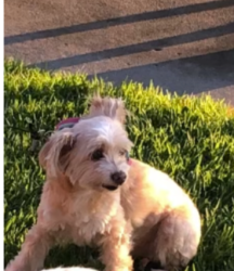 Lost Female Dog last seen Saratoga and Lafayette, Irvine, CA 92620