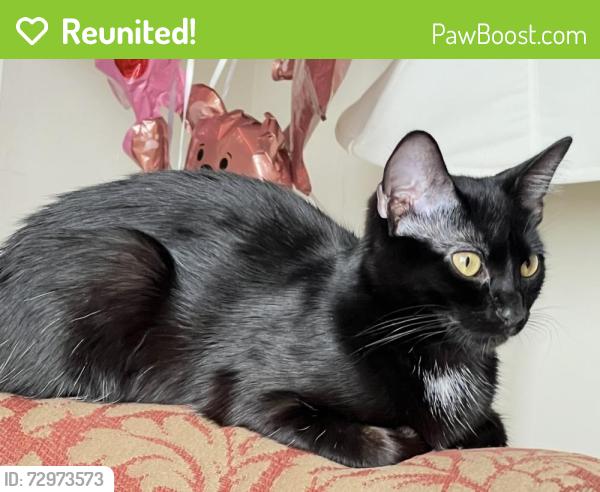Reunited Female Cat last seen Near Little Round Top Rd, Fort Thomas, KY, Fort Thomas, KY 41075
