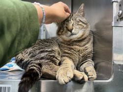 Shelter Stray Male Cat last seen Hampton Street, ELMHURST, NY, 11373, 326 E 110th St, New York, NY 10029, USA