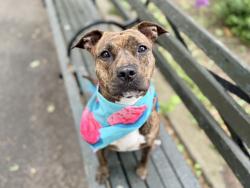 Shelter Stray Female Dog last seen Near Eastchester Road, BRONX, NY, 10461, 326 E 110th St, New York, NY 10029, USA