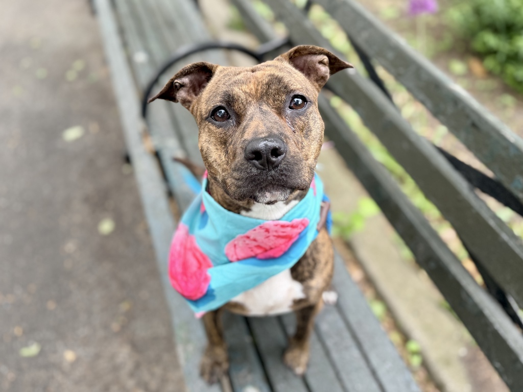 Shelter Stray Female Dog last seen Near Eastchester Road, BRONX, NY, 10461, 326 E 110th St, New York, NY 10029, USA
