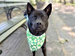 Shelter Stray Female Dog last seen E, BRONX, NY, 10457, 326 E 110th St, New York, NY 10029, USA