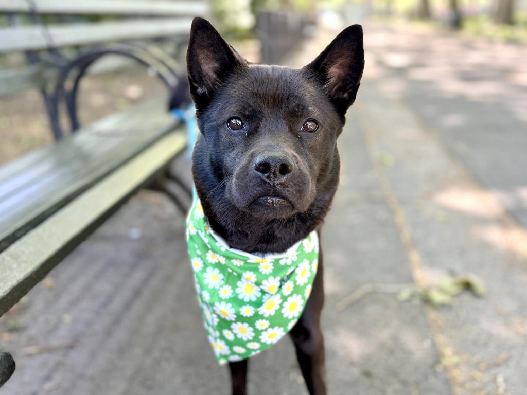 Shelter Stray Female Dog last seen E, BRONX, NY, 10457, 326 E 110th St, New York, NY 10029, USA