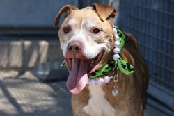 Shelter Stray Male Dog last seen Willowbrook Road, STATEN ISLAND, NY, 10314, 3139 Veterans Rd W, Staten Island, NY 10309, USA