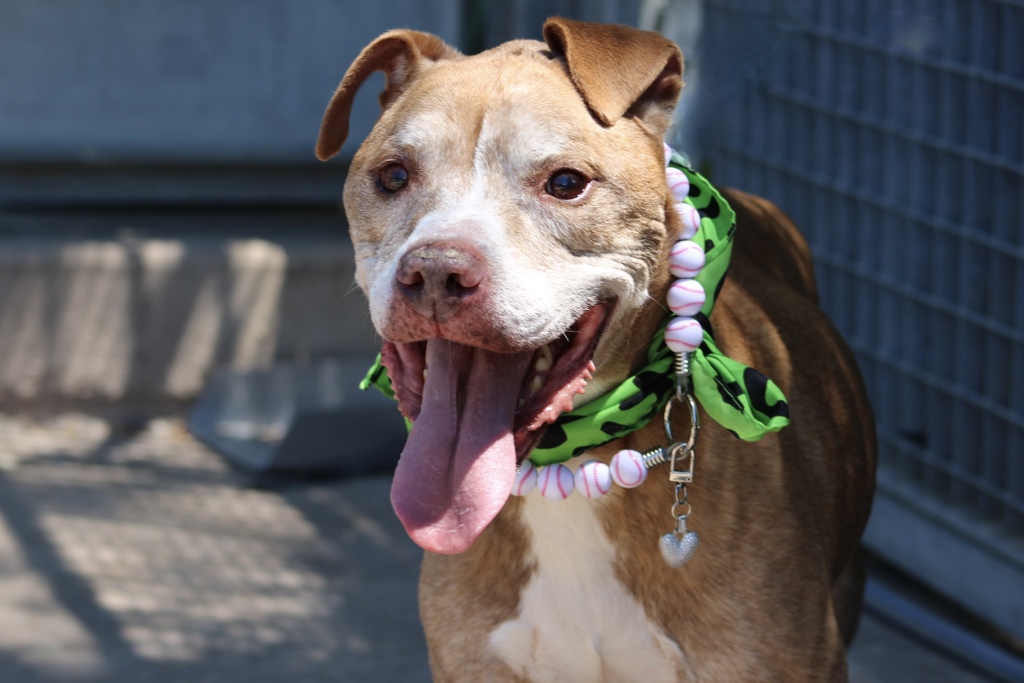 Shelter Stray Male Dog last seen Willowbrook Road, STATEN ISLAND, NY, 10314, 3139 Veterans Rd W, Staten Island, NY 10309, USA