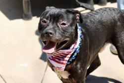 Shelter Stray Male Dog last seen Willowbrook Road, STATEN ISLAND, NY, 10302, 3139 Veterans Rd W, Staten Island, NY 10309, USA