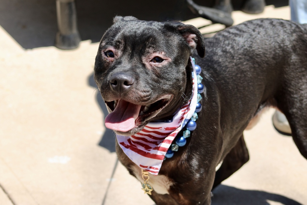 Shelter Stray Male Dog last seen Willowbrook Road, STATEN ISLAND, NY, 10302, 3139 Veterans Rd W, Staten Island, NY 10309, USA