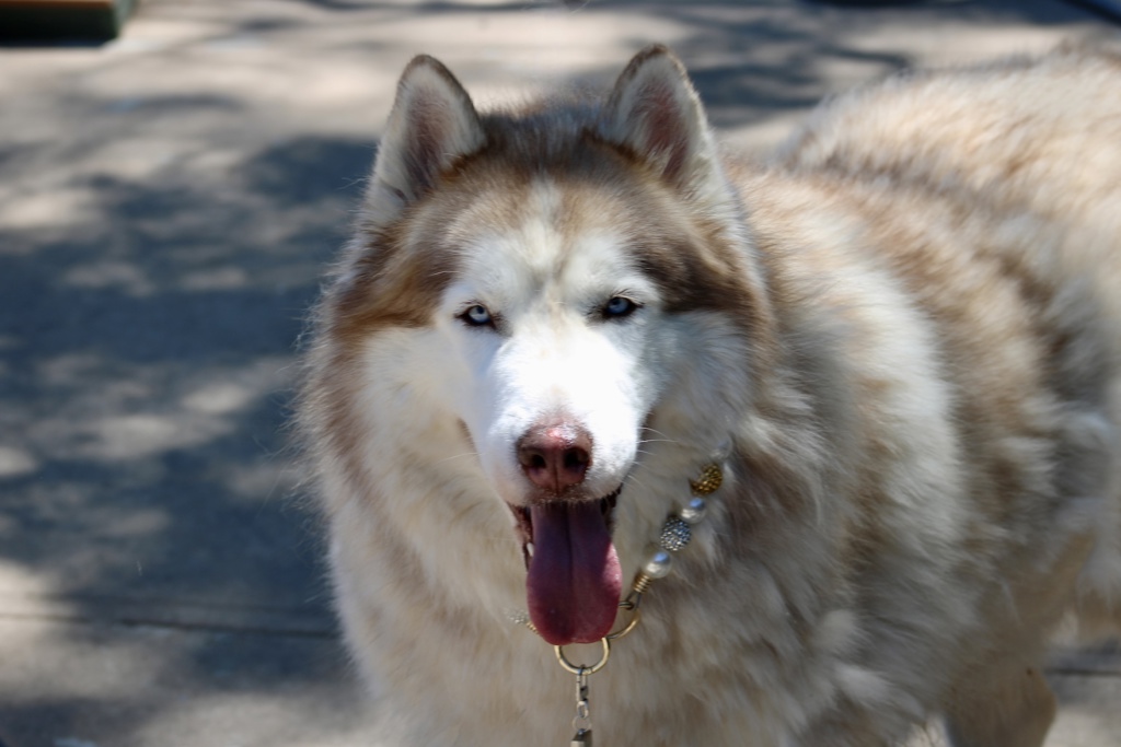 Shelter Stray Male Dog last seen Deppe Place, STATEN ISLAND, NY, 10314, 3139 Veterans Rd W, Staten Island, NY 10309, USA