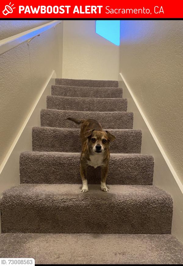 Lost Male Dog last seen S port and Nasreen drive, Sacramento, CA 95826